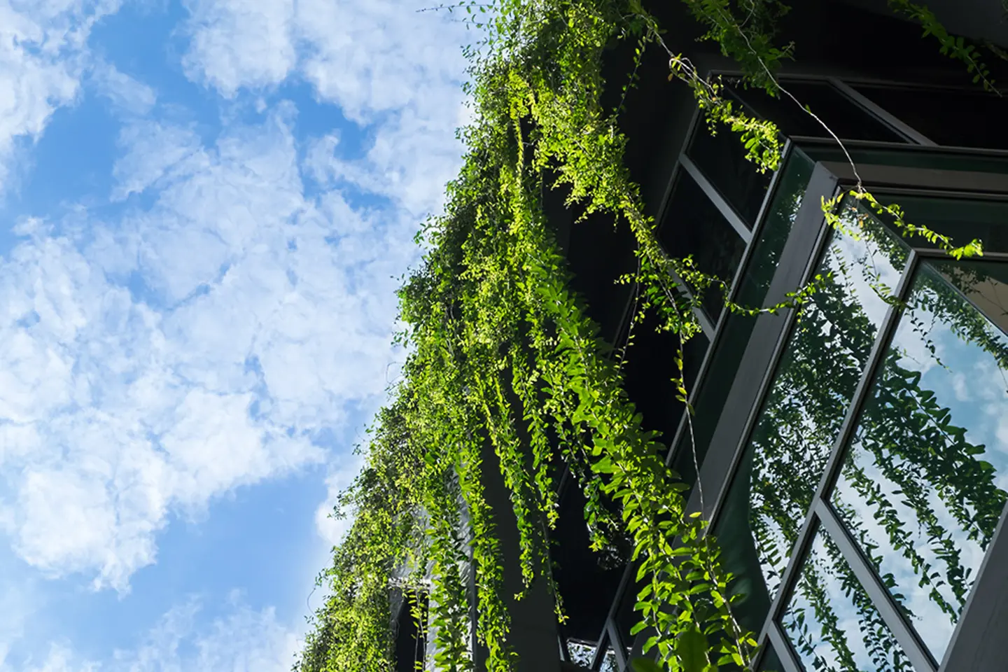 Glass building house covered by green ivy with blue sky 