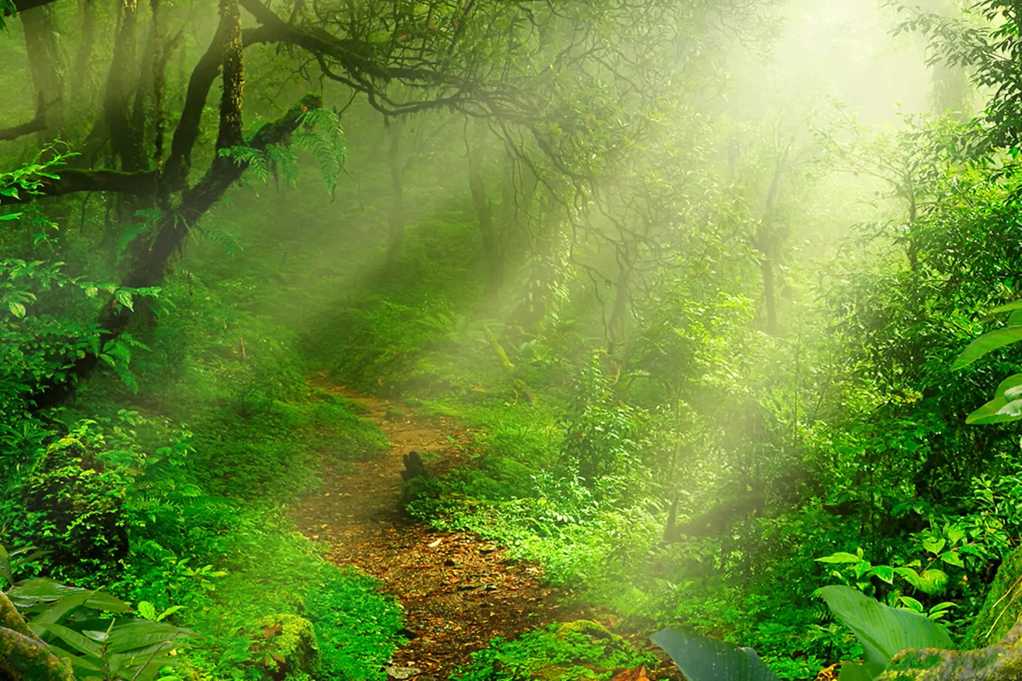 A tropical jungle, flooded with light