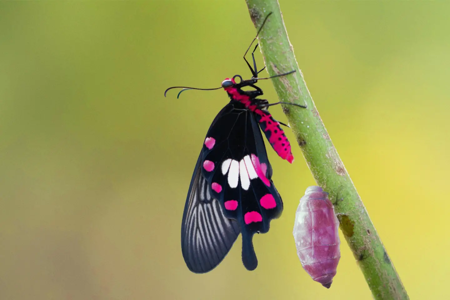 AI-generated image - Transformation of common rose butterfly emerging from cocoon, chrysalis